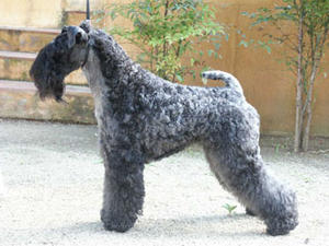 kerry-blue-terrier picture