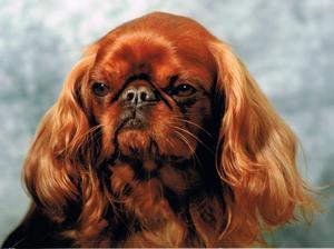 king-charles-spaniel picture