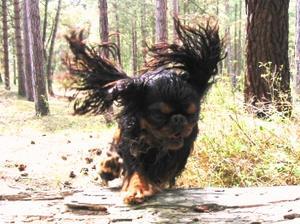 king-charles-spaniel picture
