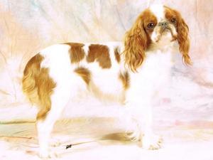 king-charles-spaniel picture