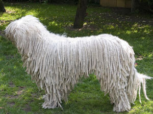komondor picture