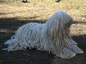 komondor picture