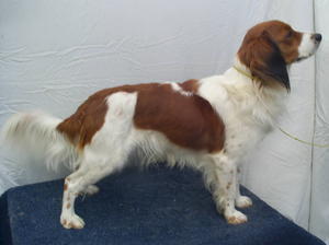 kooikerhondje picture