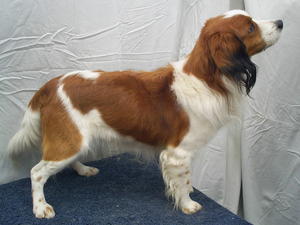 kooikerhondje picture