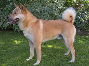 Korean Jindo picture