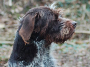 korthals-griffon picture