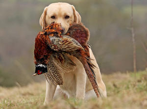 labrador-retriever picture