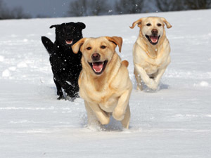 labrador-retriever picture