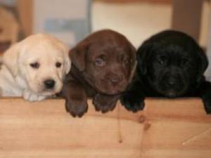 labrador-retriever picture