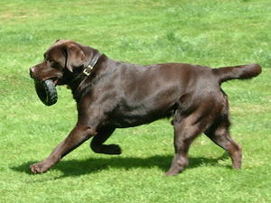 labrador-retriever picture