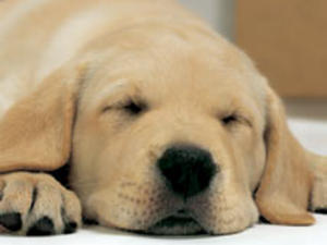 labrador-retriever picture