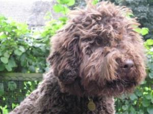 lagotto-romagnolo picture