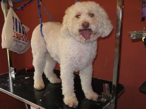 lagotto-romagnolo picture