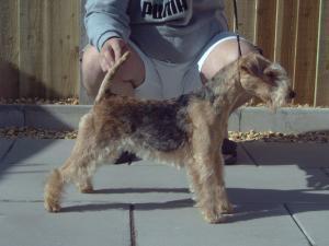 lakeland-terrier picture
