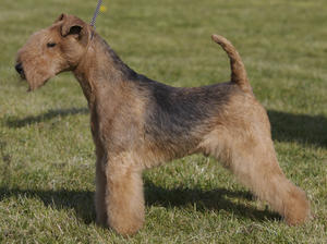 lakeland-terrier picture