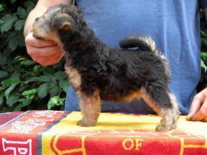 lakeland-terrier picture