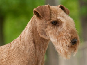 lakeland-terrier picture