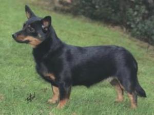 lancashire-heeler picture
