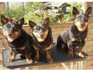 lancashire-heeler picture
