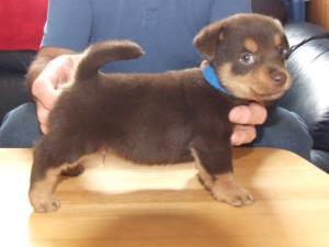 lancashire-heeler picture