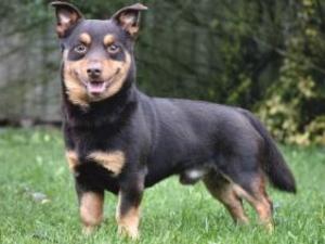 lancashire-heeler picture