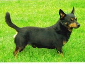 lancashire-heeler picture