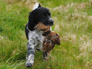 large-munsterlander picture