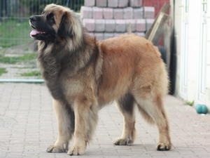 Leonberger picture