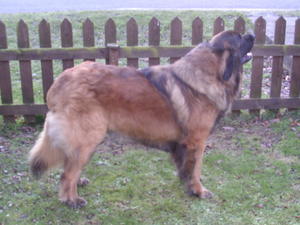 leonberger picture