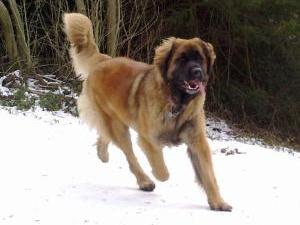 leonberger picture