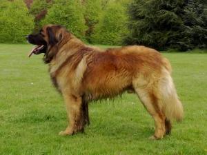 leonberger picture
