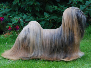 lhasa-apso picture