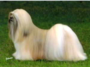 lhasa-apso picture