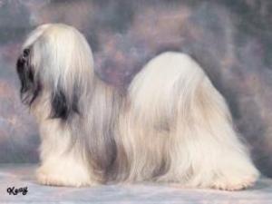 lhasa-apso picture