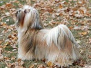 lhasa-apso picture