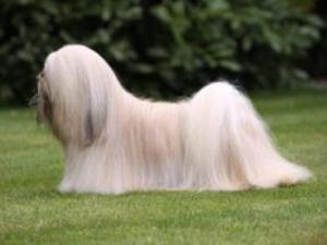 lhasa-apso picture