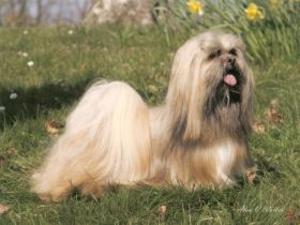 lhasa-apso picture
