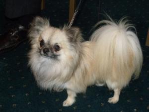 long-coat-chihuahua picture