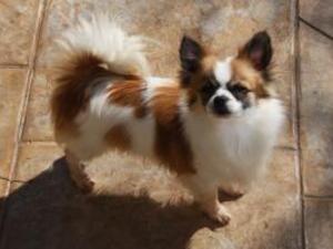 long-coat-chihuahua picture