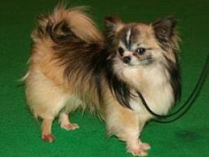 long-coat-chihuahua picture