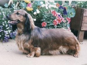 long-haired-dachshund picture