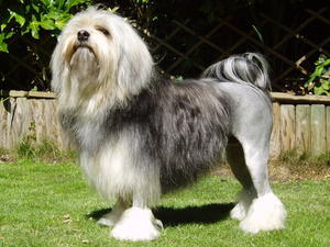 lowchen-little-lion-dog picture