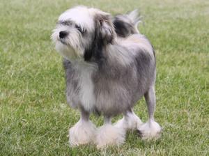 lowchen-little-lion-dog picture