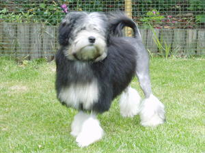 lowchen-little-lion-dog picture