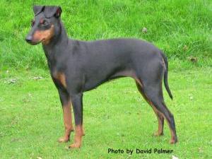 manchester-terrier picture