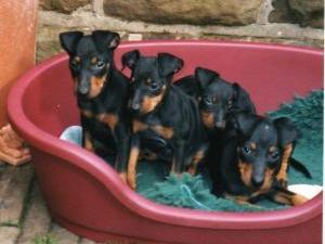 manchester-terrier picture