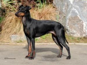 manchester-terrier picture