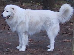 Maremma Sheepdog picture