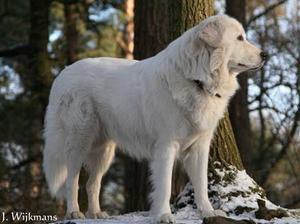maremma-sheepdog picture