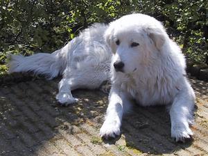 maremma-sheepdog picture
